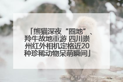 熊猫深夜“圈地”、羚牛故地重游 四川崇州红外相机定格近20种珍稀动物呆萌瞬间