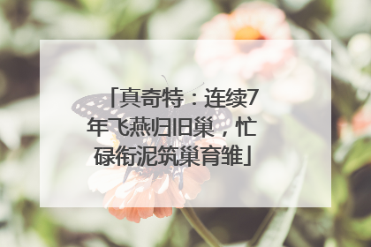 真奇特：连续7年飞燕归旧巢，忙碌衔泥筑巢育雏