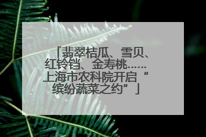 翡翠桔瓜、雪贝、红铃铛、金寿桃……上海市农科院开启“缤纷蔬菜之约”