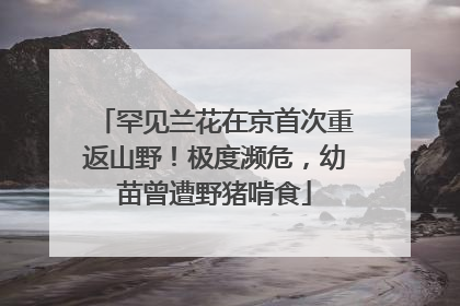 罕见兰花在京首次重返山野！极度濒危，幼苗曾遭野猪啃食