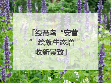 绶带鸟“安营” 绘就生态增收新景致