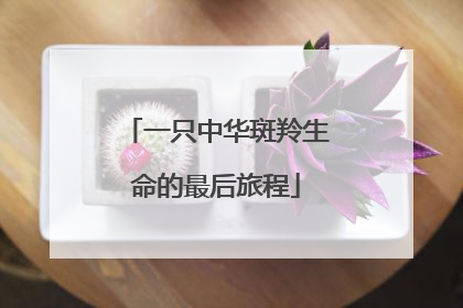 一只中华斑羚生命的最后旅程