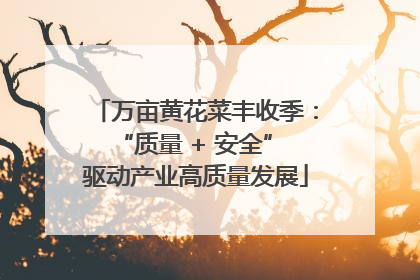 万亩黄花菜丰收季：“质量 + 安全” 驱动产业高质量发展