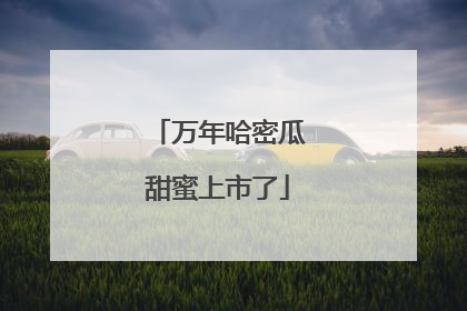 万年哈密瓜甜蜜上市了