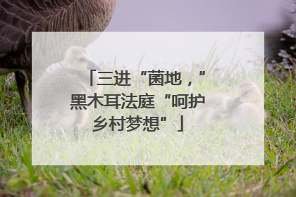 三进“菌地，”黑木耳法庭“呵护乡村梦想”