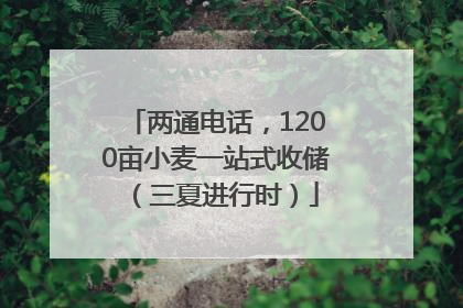 两通电话，1200亩小麦一站式收储（三夏进行时）