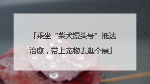 乘坐“柴犬馒头号”抵达治愈，带上宠物去逛个展