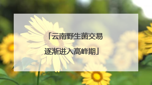 云南野生菌交易逐渐进入高峰期