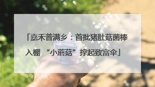 嘉禾普满乡：首批猪肚菇菌棒入棚 “小蘑菇”撑起致富伞