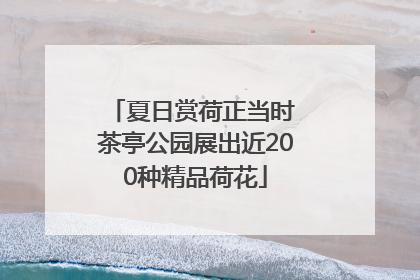 夏日赏荷正当时 茶亭公园展出近200种精品荷花