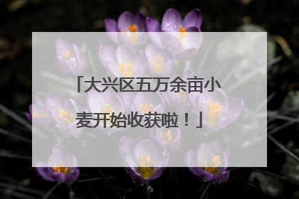 大兴区五万余亩小麦开始收获啦！