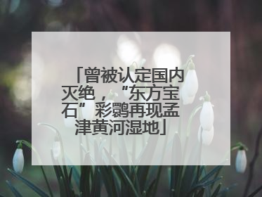 曾被认定国内灭绝，“东方宝石”彩鹮再现孟津黄河湿地