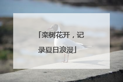 栾树花开，记录夏日浪漫