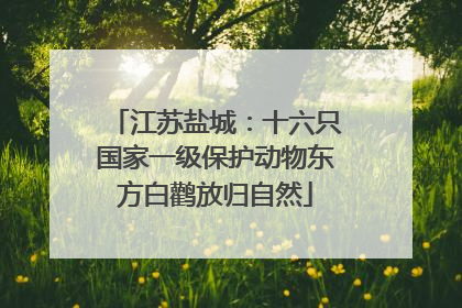 江苏盐城：十六只国家一级保护动物东方白鹳放归自然