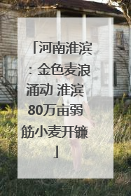 河南淮滨：金色麦浪涌动 淮滨80万亩弱筋小麦开镰