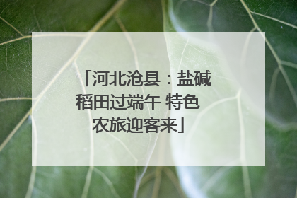 河北沧县：盐碱稻田过端午 特色农旅迎客来