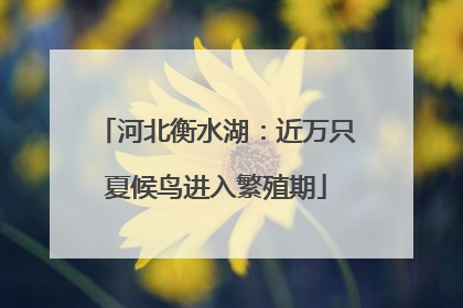 河北衡水湖：近万只夏候鸟进入繁殖期