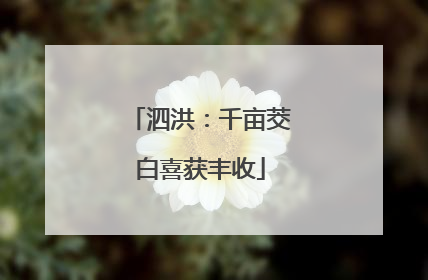 泗洪：千亩茭白喜获丰收