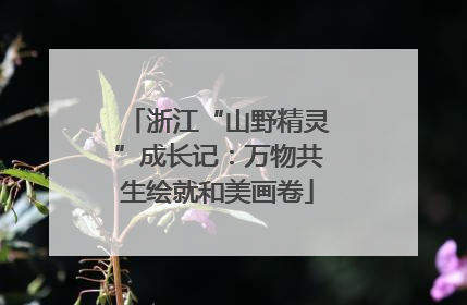 浙江“山野精灵”成长记:万物共生绘就和美画卷