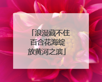 浪漫藏不住 百合花海绽放黄河之滨