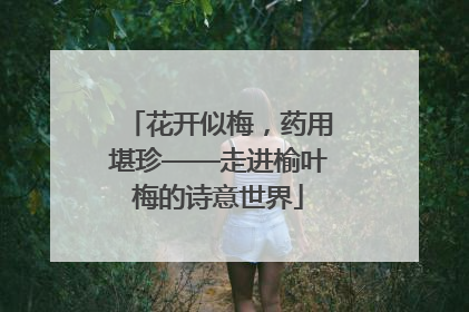 花开似梅，药用堪珍——走进榆叶梅的诗意世界