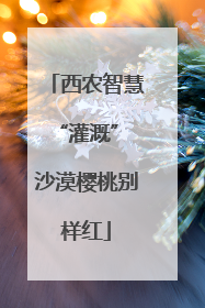 西农智慧“灌溉” 沙漠樱桃别样红