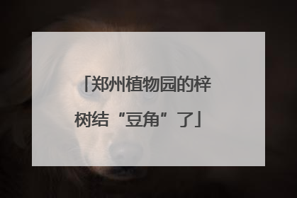 郑州植物园的梓树结“豆角”了