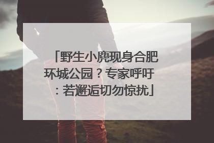 野生小麂现身合肥环城公园？专家呼吁：若邂逅切勿惊扰