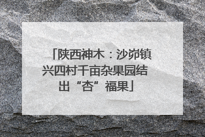 陕西神木：沙峁镇兴四村千亩杂果园结出“杏”福果