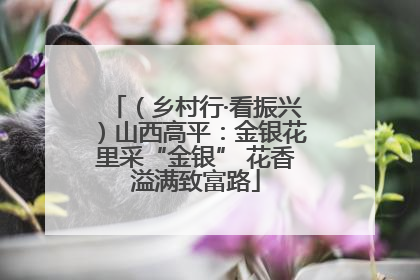 （乡村行·看振兴）山西高平：金银花里采“金银” 花香溢满致富路