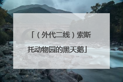 （外代二线）索斯托动物园的黑天鹅