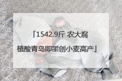 1542.9斤 农大腐植酸青岛即墨创小麦高产